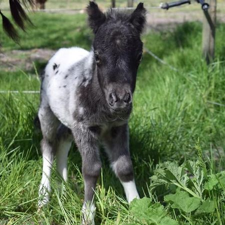 B&B Hoeve Dijkstal Logeren Op De Boerderij Sint Maarten Exteriör bild