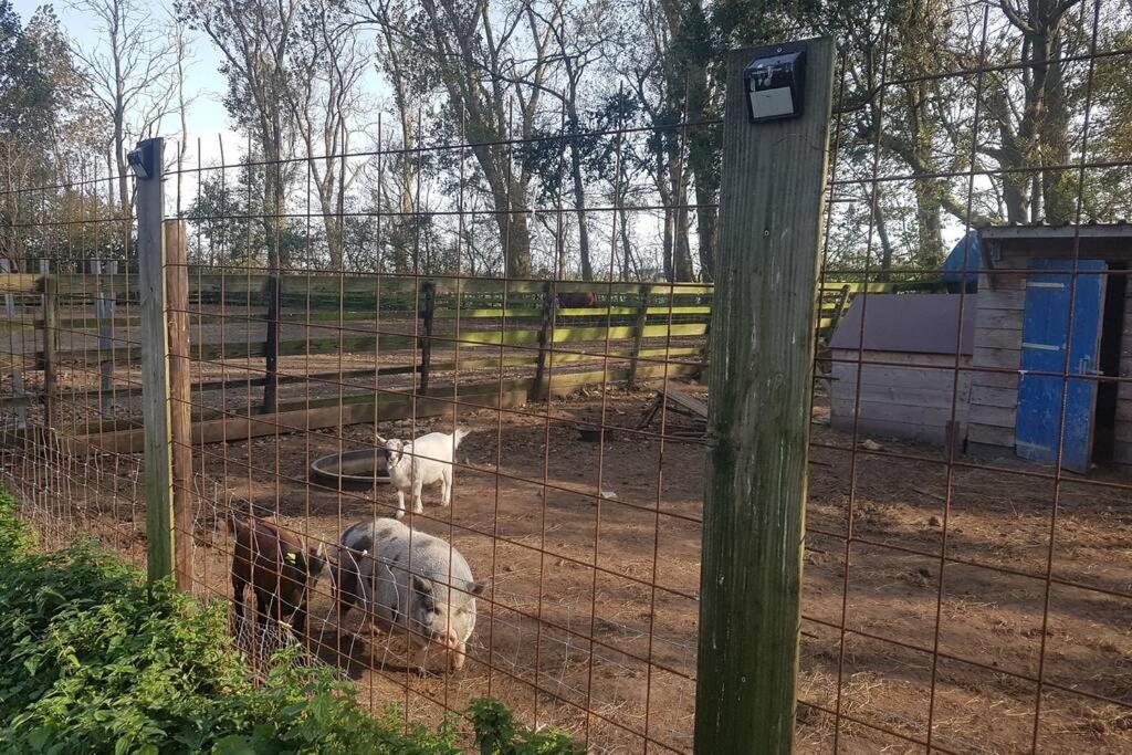 B&B Hoeve Dijkstal Logeren Op De Boerderij Sint Maarten Exteriör bild