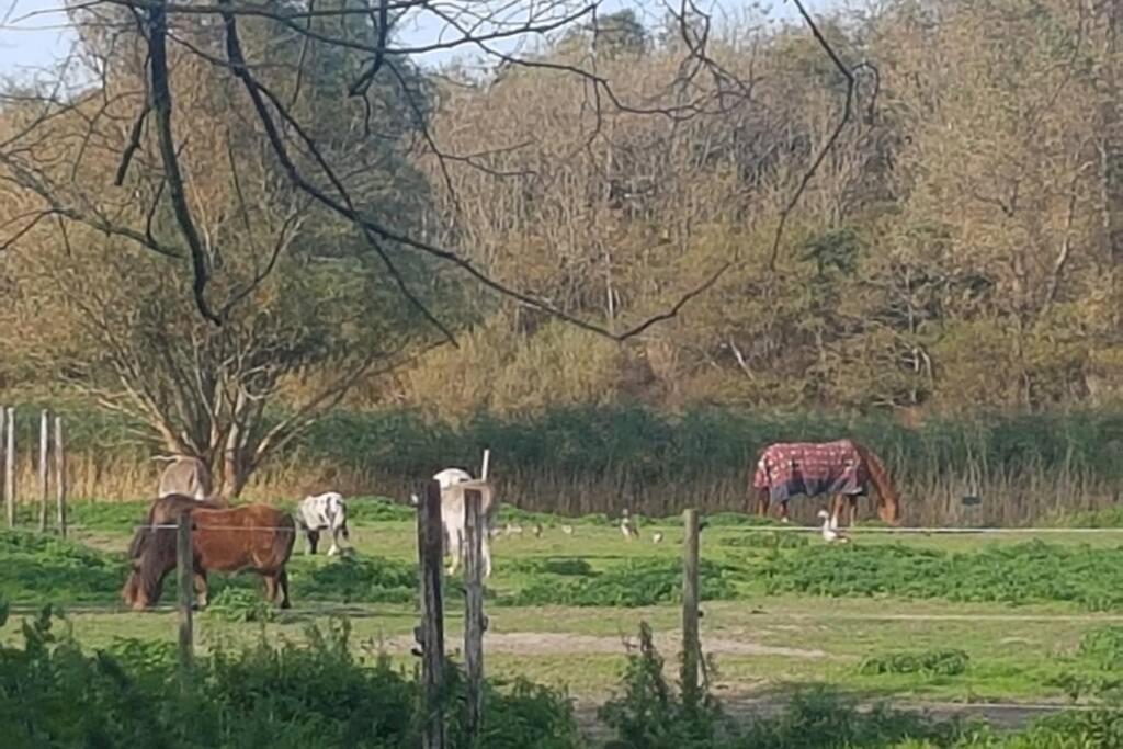B&B Hoeve Dijkstal Logeren Op De Boerderij Sint Maarten Exteriör bild